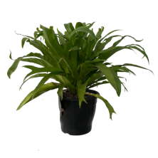 Planta helecho Asplenium mediano
