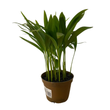 Palma areca
