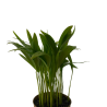 Planta palma alma areca chica