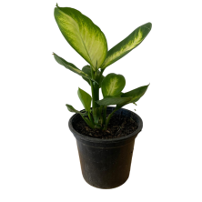 Planta Dieffembiachia