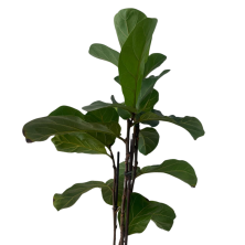 Ficus XL 2 varillas