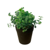 Planta decorativa artificial en maceta