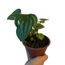 Planta Peperomia sandia