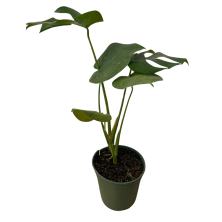 Monstera 70 cm de alto