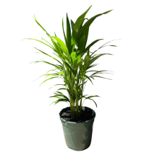 Palma areca 80 cm de alto