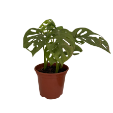 Monstera Adansonii 30 cm alto