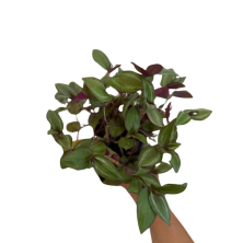 Planta Leandro Gomez