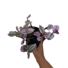 Planta Leandro Gomez