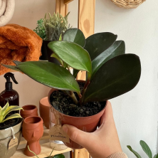 Peperomia planta decorativa
