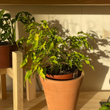 Ficus Benjamin Limón