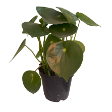 Planta Peperomia