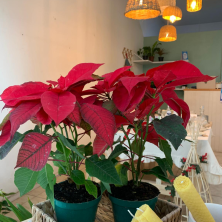 Planta Estrella Federal Flor de Nochebuena