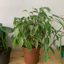 Planta Ficus Benjamin variegado