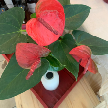 Planta Anturio rosa con flores 40 cm alto