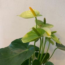 Planta Anturio flor blaca 40 cm de alto