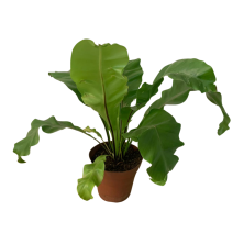 Planta helecho Asplenium 45 cm alto