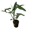 Planta Philodendro gray 60 cm de Alto