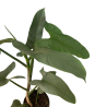 Planta Philodendro gray 60 cm de Alto