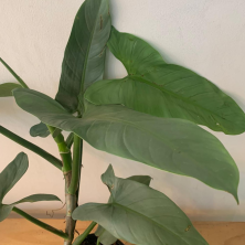 Planta Philodendro gray 60 cm de Alto