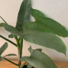 Planta Philodendro gray 60 cm de Alto