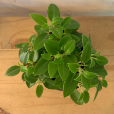 Planta Peperomia Rivalis de 15 cm