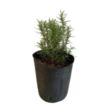Planta aromática Romero en maceta de 3 L
