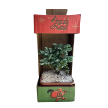 Bonsai Natural Juniperus 20 Cm detalle especial