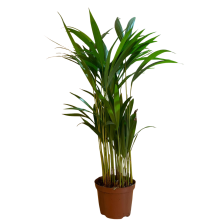 Planta Palma areca 70 cm de alto