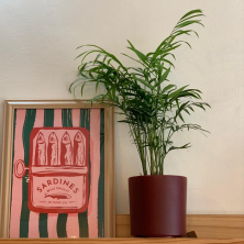 Planta Chamaedorea Interior