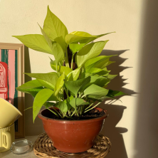 Photus limon con tutor