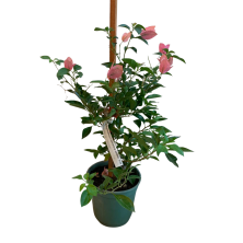 Santa Rita Rosa 70 Cm En Maceta Ideal Balcón