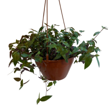 Planta Tradescantia Geniculata En Maceta Colgante