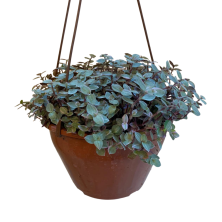 Planta Callisia Repens Colgante Con Maceta 20 cm