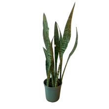 Espada de san jorge Sansevieria 85 cm de alto