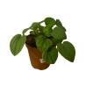Peperomia planta natural decorativa
