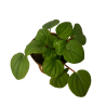 Peperomia planta natural decorativa