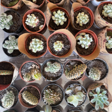 Mini cactus