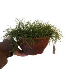 Planta Rhipsalis